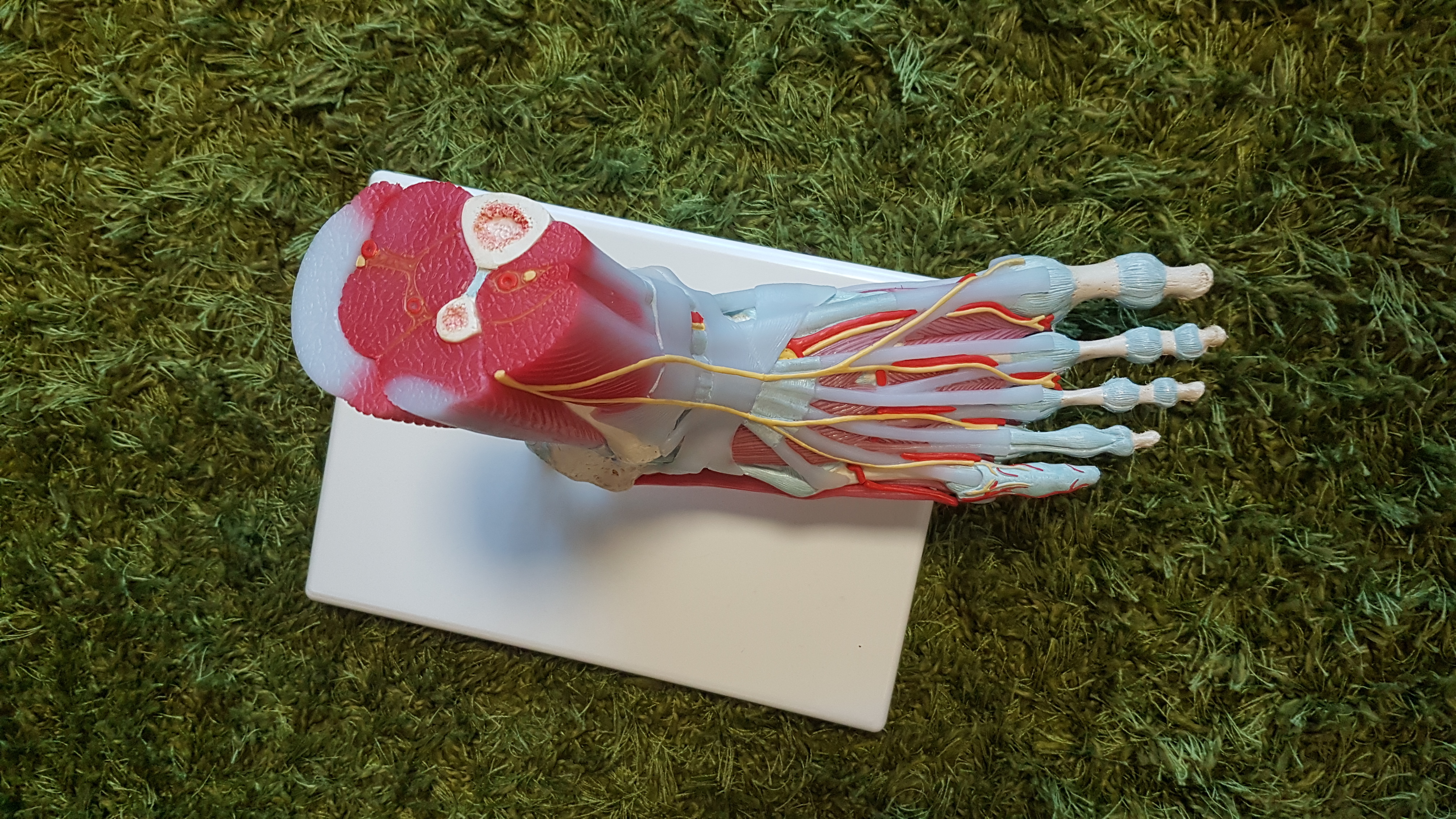 Extrinsische und intrinsische Muskulatur, was ist das überhaupt? Wie spielen sie zusammen?